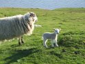 a baby lamb
