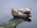 Seals at Lerick
